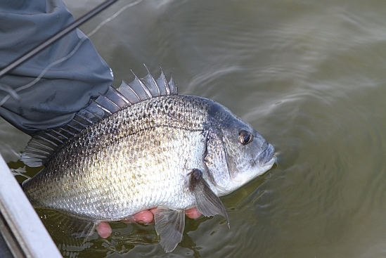 Voluntary buy-back for Gippsland Lakes pros